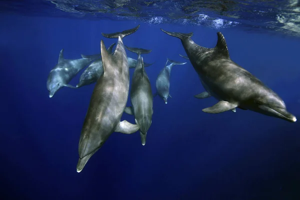 Delfine Wasserfische Meerestiere — Stockfoto