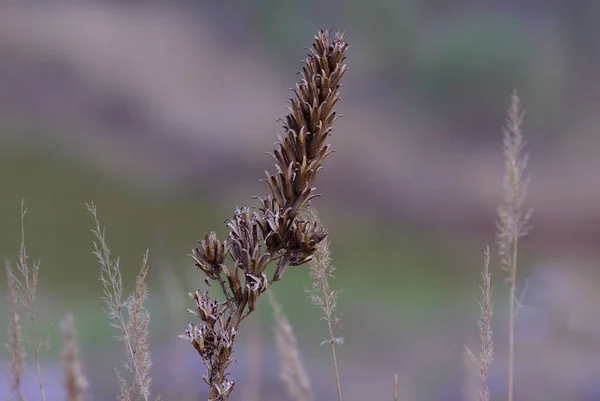 Güzel Botanik Fotoğrafı Doğal Duvar Kağıdı — Stok fotoğraf