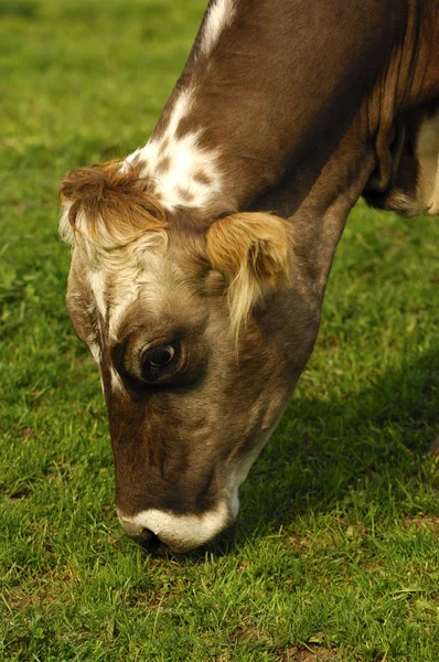 Porträt Einer Grasigen Hornlosen Kuh — Stockfoto