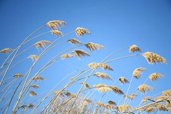 Bel Colpo Botanico Carta Parati Naturale — Foto Stock