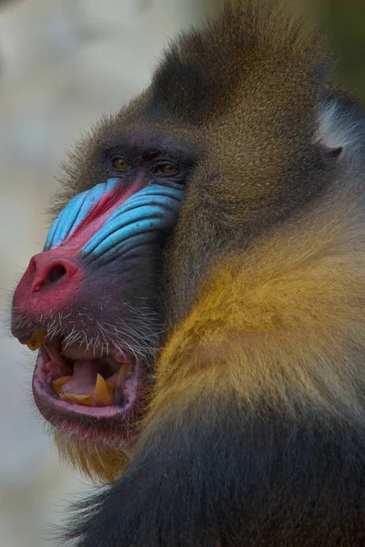 Close Young Orangutan — стоковое фото