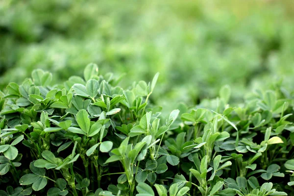 Prado Habitat Aberto Campo Vegetado Por Grama Ervas Outras Plantas — Fotografia de Stock