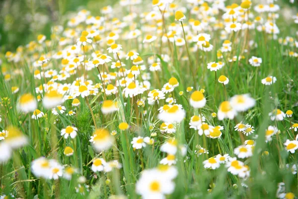 Margherita Piena Fioritura — Foto Stock