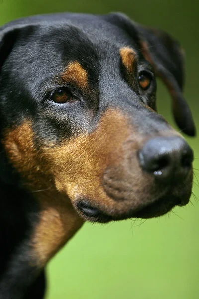 纯种Rottweiler的肖像 — 图库照片