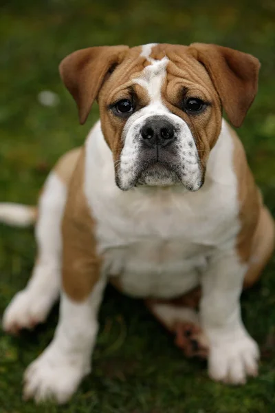 Bulldog Continental Perro Genealógico — Foto de Stock