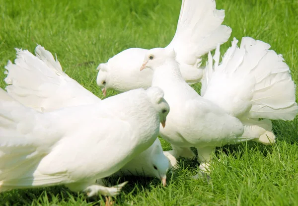 Vier Weiße Pfautauben Auf Einer Wiese — Stockfoto