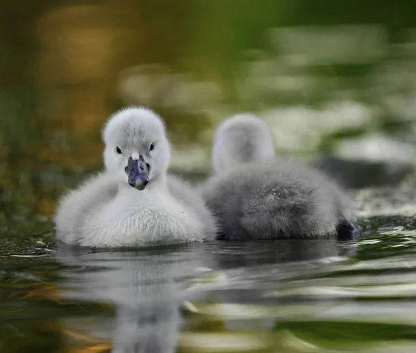 Jungtiere Selektiver Fokus — Stockfoto