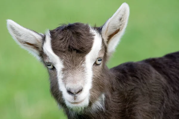 Primo Piano Degli Animali Allo Zoo — Foto Stock