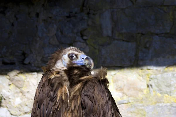 Schilderachtig Uitzicht Prachtige Vogel Natuur — Stockfoto