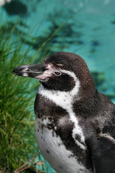 Vista Panoramica Uccelli Pinguino Carino Natura — Foto Stock