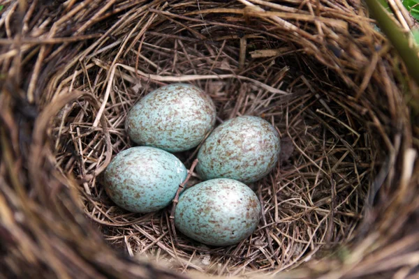 Nest Von Wachteleiern Auf Dem Heu — Stockfoto