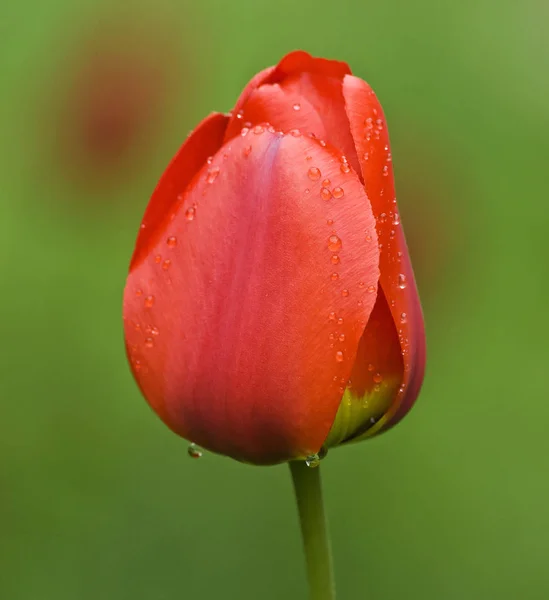 Tulip Flowers Flora Springtime — Stock Photo, Image