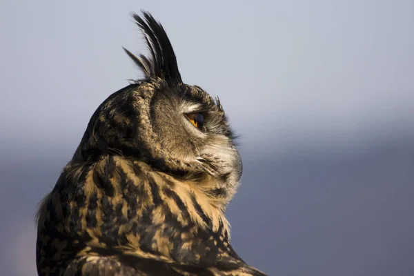 Closeup View Eagle Owl Wild Nature — Stock Photo, Image