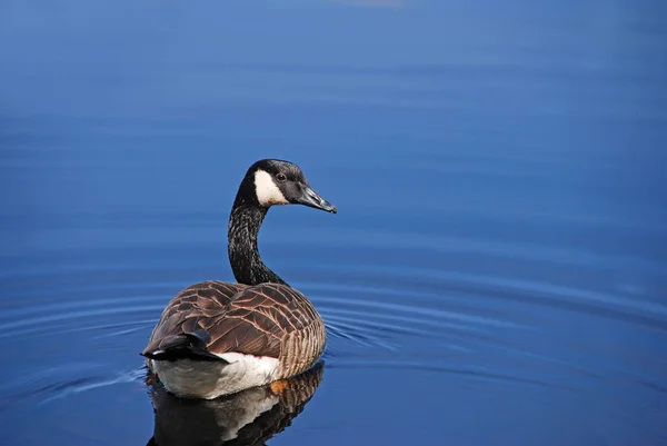 Schwimmvogel Wildniskonzept — Stockfoto