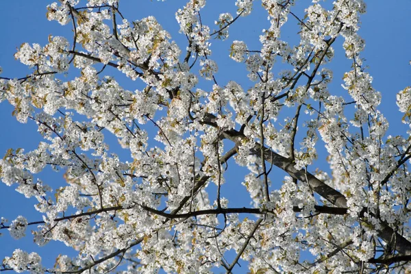 Kiraz Çiçekleri Çiçekler — Stok fotoğraf