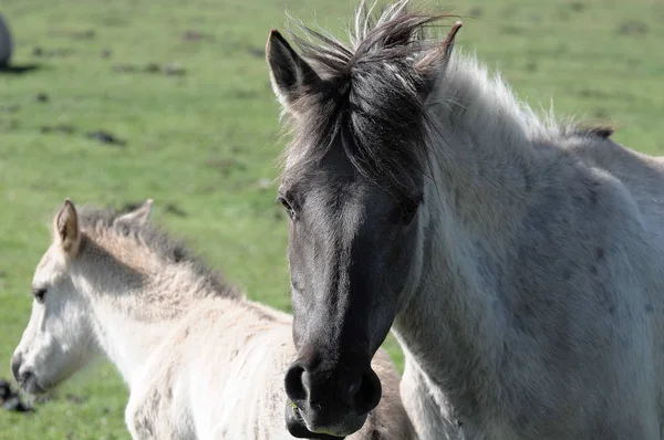 Chevaux Extérieur Jour — Photo