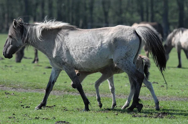 Kůň Poli — Stock fotografie