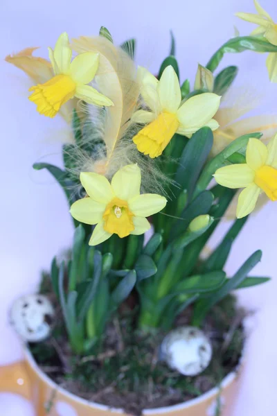 Wiosenny Kwiat Piękny Narcyz — Zdjęcie stockowe