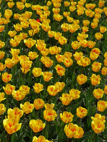 Tulipani Fiori Fioriti Natura Flora — Foto Stock