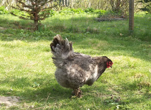 Festői Kilátás Gyönyörű Madár Természetben — Stock Fotó