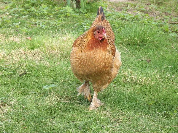 Festői Kilátás Gyönyörű Madár Természetben — Stock Fotó