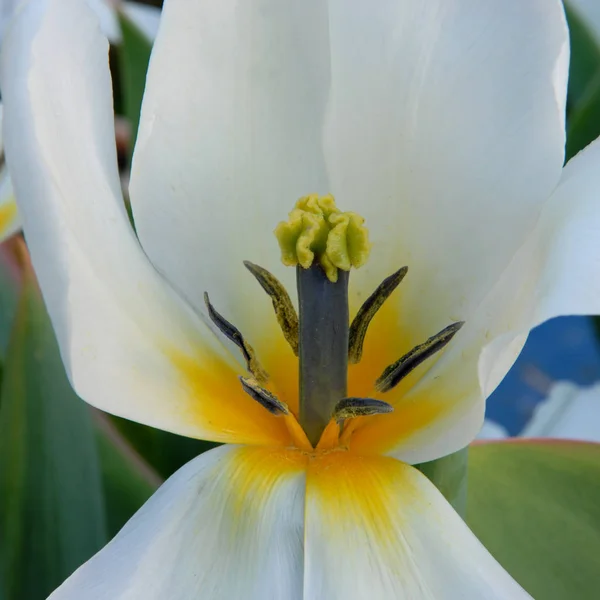 Tulipa Flores Pétalas Flora Primavera — Fotografia de Stock