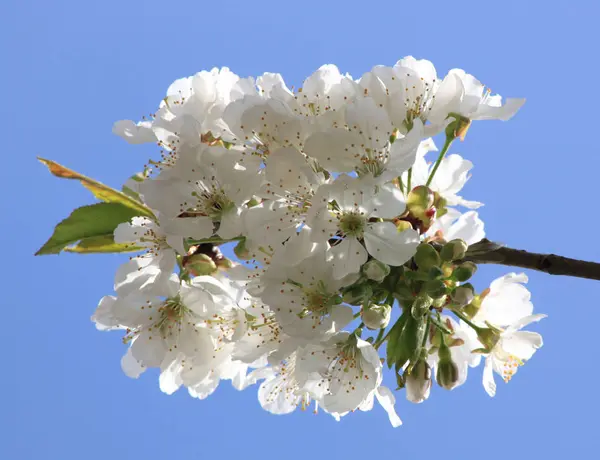 Frühlingsblüte Blumen Auf Baum — Stockfoto