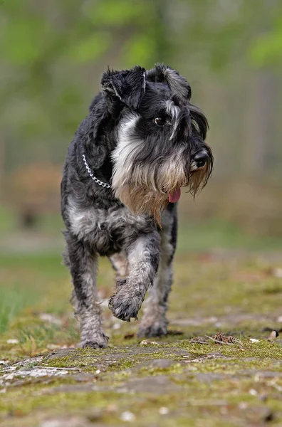 Чорний Шнауцер Собака Біжить Парку — стокове фото