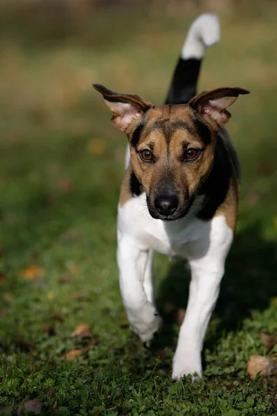 Şirin Bir Köpeğin Portresi — Stok fotoğraf