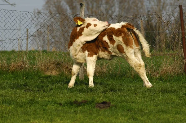 Vache Debout Dans Champ — Photo