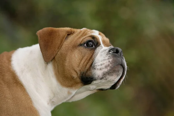 Continental Bulldog Pedigree Dog — Stock Photo, Image