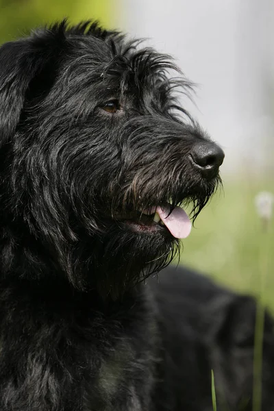 Portret Van Een Schattige Hond — Stockfoto