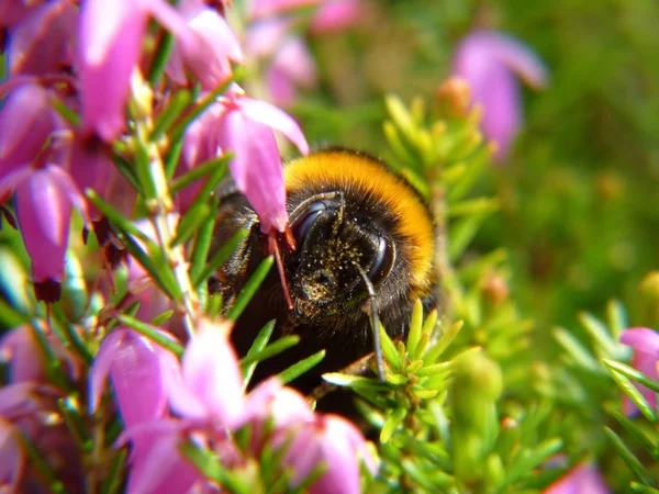 Vue Rapprochée Bel Insecte Bourdon — Photo