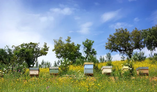 Case Delle Api Portogallo — Foto Stock