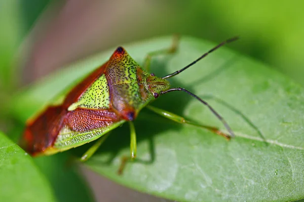 Close Bug Natureza Selvagem — Fotografia de Stock