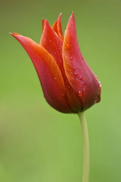 Flores Tulipa Flora Primavera — Fotografia de Stock