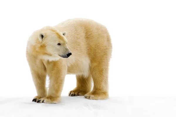Urso Polar Sobre Fundo Branco — Fotografia de Stock