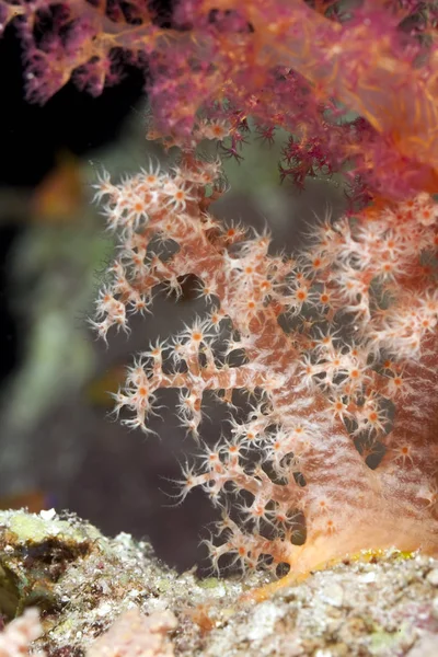 柔らかいサンゴの詳細 — ストック写真