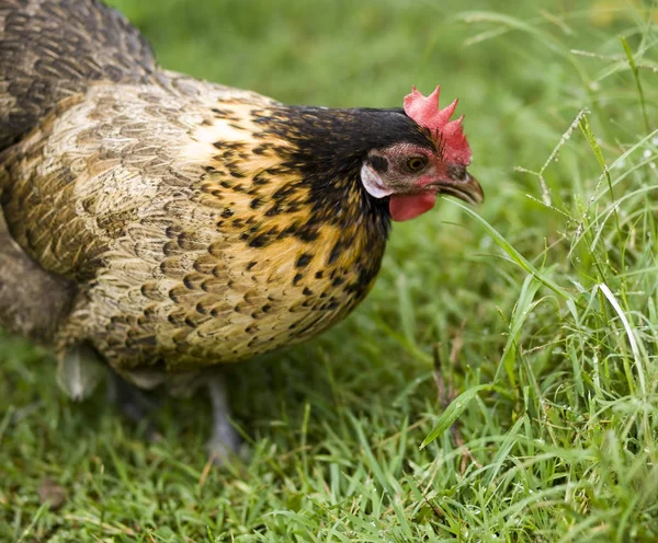 Crele Bantam Hen Organic Freerange Poultry — стоковое фото