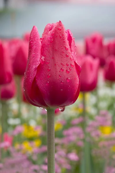 Flores Tulipanes Primavera Flora — Foto de Stock