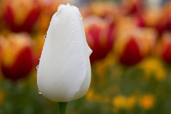 Blühende Frühlingstulpen Blumen — Stockfoto