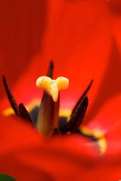 Tulip Flowers Flora Springtime — Stock Photo, Image