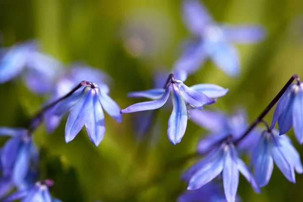 Blick Auf Schöne Frühlingsblumen — Stockfoto