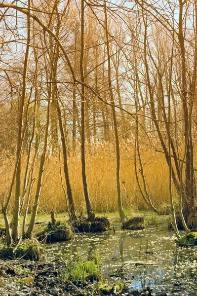 Herfst Landschap Met Rivier Bomen — Stockfoto