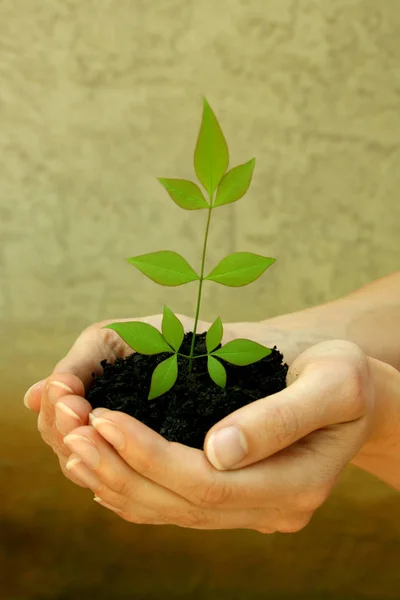 Hands Holding Protectively Tender Plant — Stock Photo, Image