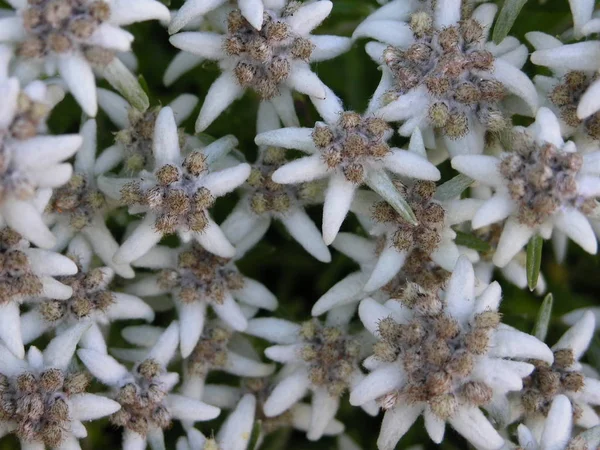 Beyaz Edelweiss Kır Çiçekleri Yaprakları — Stok fotoğraf