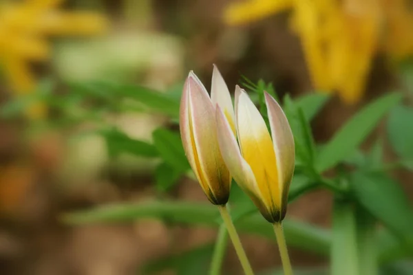 Güzel Çiçek Manzarası — Stok fotoğraf