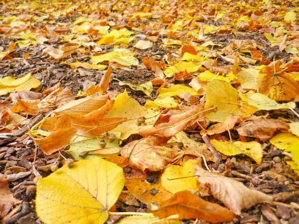 Herbstzeit Blätter Herbstlaub — Stockfoto