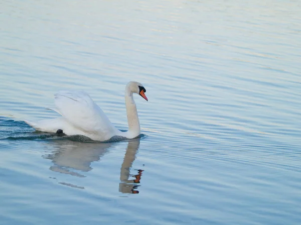 Vista Panorámica Del Majestuoso Cisne Naturaleza — Foto de Stock