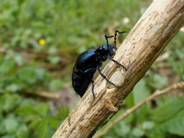 Gros Plan Bug Nature Sauvage — Photo